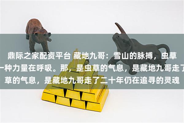 鼎际之家配资平台 藏地九哥：雪山的脉搏，虫草的灵魂，天地间仿佛有一种力量在呼吸。那，是虫草的气息，是藏地九哥走了二十年仍在追寻的灵魂